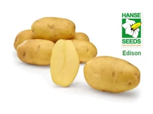Var. Edison