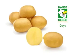 Var. Gaya