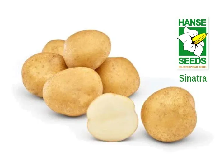 Sinatra - Crisp Potato Variety | Hanse Seeds