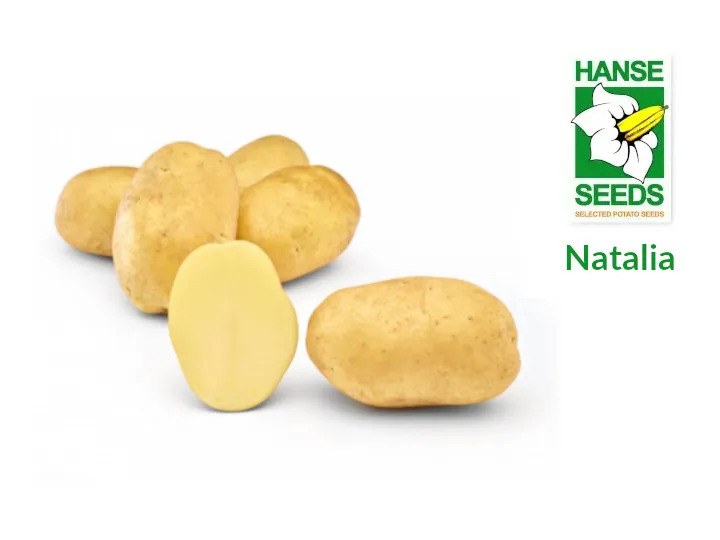 Natalia - Early Ware Potato Variety | Hanse Seeds